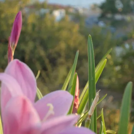 Family And Friends Villa, City Center, 50 Mtrs From Sea Level Vakantiehuis